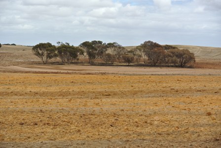 Claying with remnant veg undisturbed