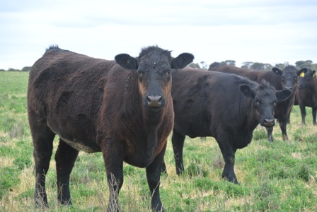 Angus heifers