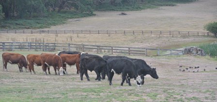 Steers - Ballarat