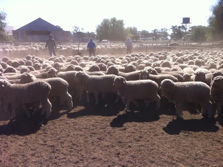 Merinos in stockyards - Hay