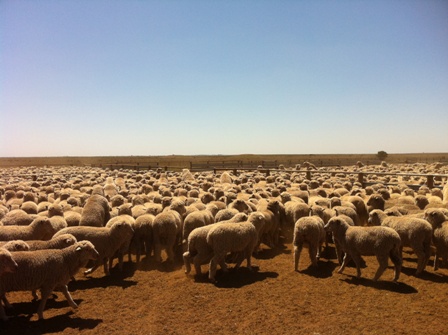 Merino lambs